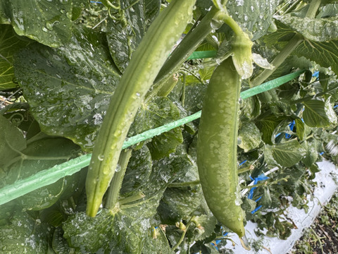 【訳あり特価】鹿児島県指宿産 スナップエンドウ 500g（霜凍）【約40g増量】