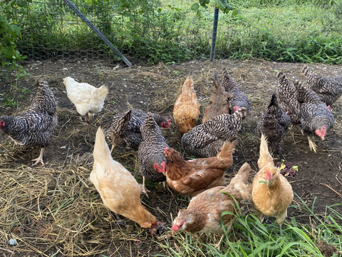 農薬検出ゼロ　令和7年度産　丹波産コシヒカリ10kg　(みつばちのお米Ⅰ）