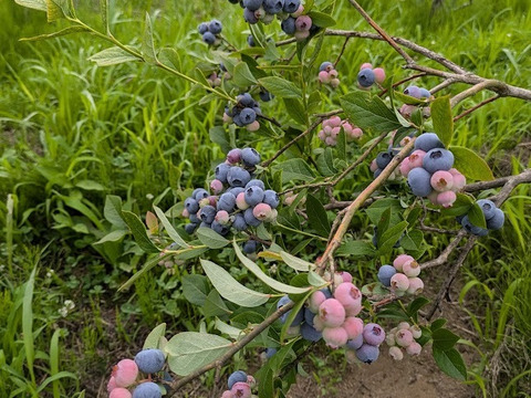＜自然栽培の生ブルーベリー　５００ｇ＞肥料不使用、農薬も不使用、きめ細かな食感で美味の≪ハイブッシュ系生ブルーベリー≫を八ヶ岳南麓よりお届します