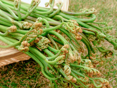【天然】お約束!!妙高山の山菜をドーン!!バラエティー４種セット（500g～）山菜詰め合わせ 山菜 ミックス