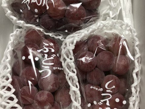 終了セール🍇！大粒の赤ぶどう 【ゴルビー】