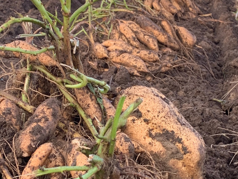 《予約販売》希少な幻の安納芋を熟成！濃厚な甘味でとろけるような焼き芋をご家庭で。厳選「安納黄金」（安納こがね）（4㎏）ひとつひとつ紙につつんで丁寧にお届け。【冬ギフト】【お歳暮】熨斗承ります。 🍠✨