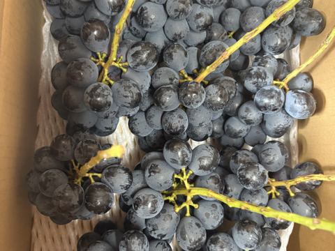 🉐小粒、ナガノパープル約1.0kg(2〜4房)