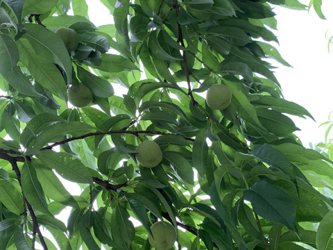 岡山県産【人気三品種】柔らかい白桃ご家庭用約2kg6〜8個入り