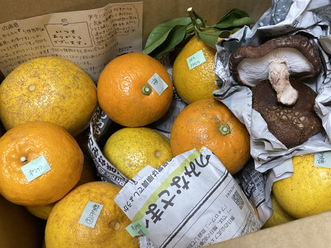 天草の宝石箱！栽培期間中農薬不使用 3種の柑橘セット　箱込み4kg　（河内晩柑、紅河内晩柑、スイートスプリング）
