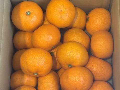 【食べチョクで１番売れてるみかんです！】夕やけみかん（3㎏）（圧倒的人気のみかんです！）