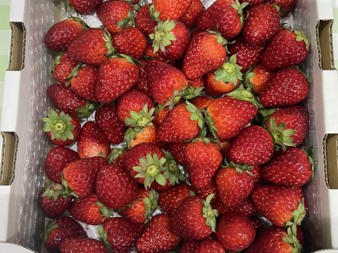 🏆️いちご博2024 金賞受賞🏆️たっぷり！奈良ブランドいちご『古都華』特別栽培農産物　約1kg(1箱)　ジャムやジュースに！　朝採り！農薬削減栽培！