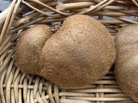 キウイ好きな方集まれー！！農薬・化学肥料・除草剤不使用　生産量日本一！愛媛県産小ぶりキウイちゃん（ヘイワード）2kg(30個程度）