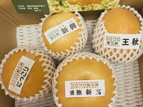 【旬の梨食べ比べ‼️3～5品種】何が届くかお楽しみ😋贈答用2.5kg以上、豊水・あきづき・かおり・あきあかり・二十世紀・南水・にっこり・新高・王秋・新興・愛宕の中から3品種以上詰め合わせます‼️