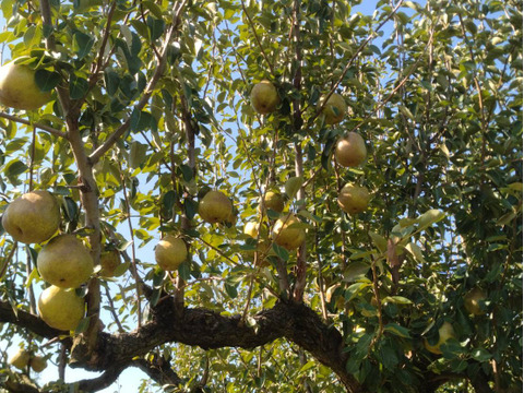 お届けは１０月下旬～食べ頃をお届け♪【おうち用ラフランス 】約２ｋｇ(５～１０玉)