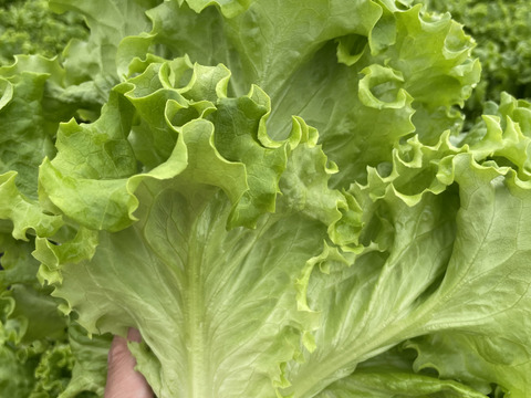 ふわっとパリ！グリーンリーフレタス　200gｘ6株