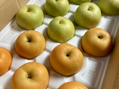 新甘泉＋二十世紀　食べ比べセット　再販