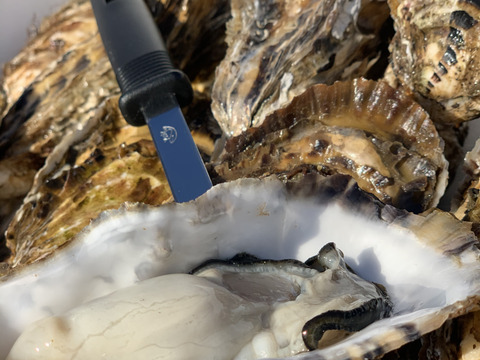 サロマ湖産✨殻付き牡蠣❗️特大サイズ‼️3キロ(2〜4人分)剥き方パンフレット、牡蠣ナイフ付き✨