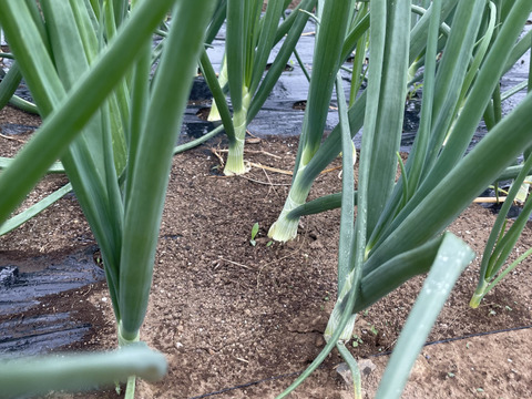 新玉ねぎ！ケルたまルビー！10kg！