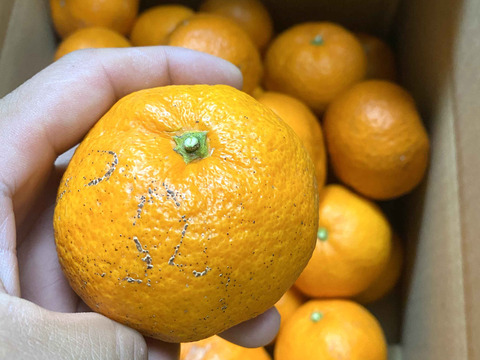 【愛媛県中島産】コクあるみかん！南柑20号　サイズ混合