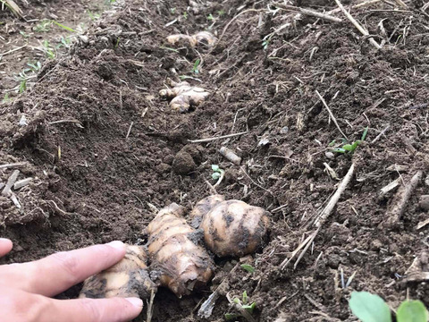 【26年度・家庭菜園向け！】高知県産・自然栽培　種生姜　500g