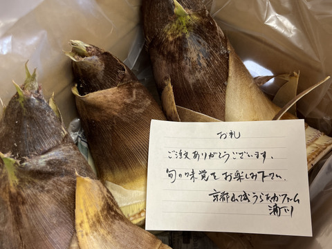 京都の春を味わう『京都山城産 朝堀たけのこ 3kg』（皮付き3～6