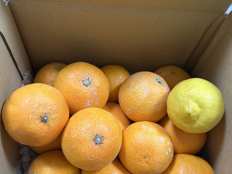 マニアが好む小粒マドンナ　　箱込約2㌔