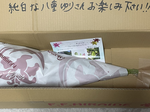 ■簡易包装■【シャルドネ】3本束❤︎純白❤︎久々の登場！まだまだNew face(^^)