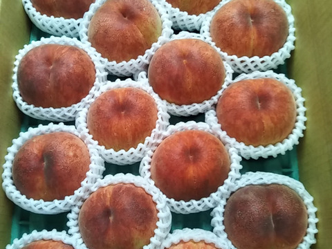 【夏ギフト】なつおとめ　池多桃10,12,14,16,18玉