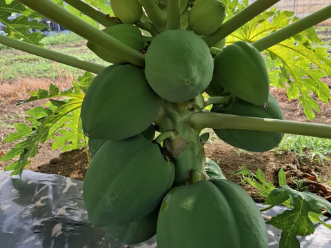 1点限り‼青パパイヤ❣　(農薬不使用栽培)2kg