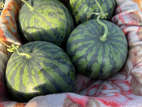 父の日のプレゼントに！シャリ感甘みしっかり極上スイカ11kg以上1個