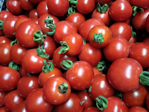 完熟冷凍ミニトマト　1.8ｋｇ★　パチャママ農園