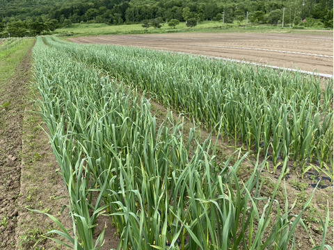 旨味と香りでお料理がワンランクアップ！希少な北海道在来種の有機にんにく【ピンクにんにく】１ｋｇ　栄養満点！夏バテ予防にも♪