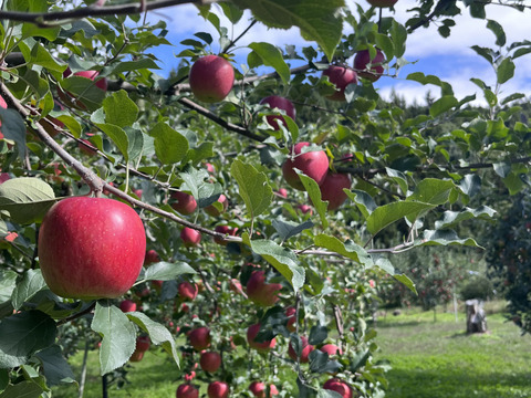 訳あり 小玉 シナノスイート 3ｷﾛ箱使用 13～16玉 長野県産