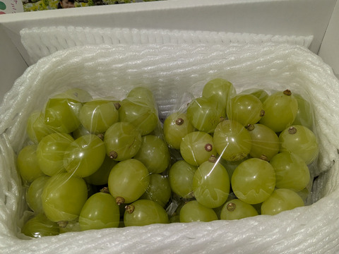 【大特価】粒切りシャインマスカット1ｋｇ箱