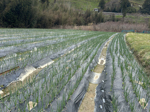 玉葱　七宝甘70　奈良県五條市産