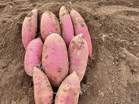 まん丸でも味は変わらない❣️さつまいも 【シルクスイート 2キロ