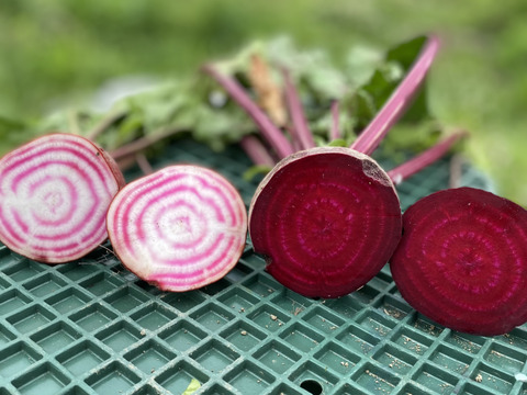 【食べくらべ】　京都産　ビーツ　カラフル3色　約1.5kg　(葉なし泥つき5～9個程度 )