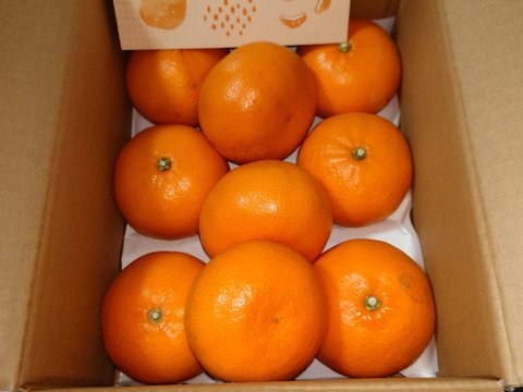 《豊作割引》【家庭用】せとか 2kg トロ～リ食感！柑橘の大トロ♡高級柑橘♫愛媛みかん！！