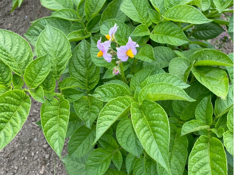 春採りじゃがいも　ちょっと芽が出てきた『キタアカリ』　２キロ箱（概ね20個前後）