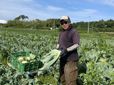 初夏のカリフラワー⭐️6個セット