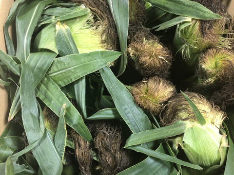 朝収穫して当日発送！とうもろこしゴールドラッシュ約5k 2Lサイズ11本〜12本