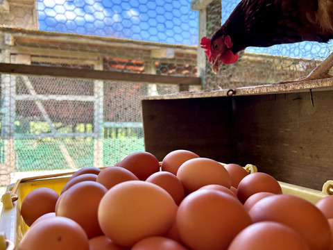 【定期購入専用】
☆＊【安納芋の甘みがギュッ‼️】＊☆
っと詰まった夢まる自然卵(10個入り3箱)