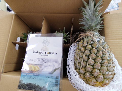 【糖度20度越え！】味に自信あり！ちぎって食べれる！【石垣島産】パイナップル ボゴールスナックパイン 6玉 5.5〜6.5kg