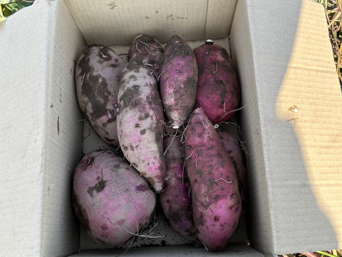 [埼玉寄居発] あま〜い さつまいも紅はるか5kg