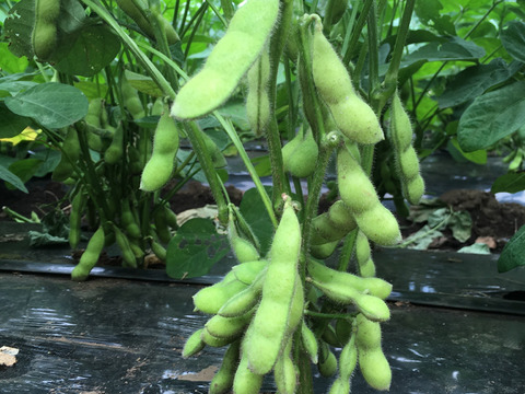 枝豆:湯上がり娘900g☆味には自信が有ります！おつまみに♪「収穫日即日発送です！