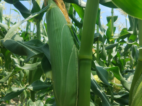 新鮮ゴールドラッシュ🌽【朝採り即出荷】Ｌサイズ１０本（2.5㎏）とうもろこし１本320~380㌘程度
