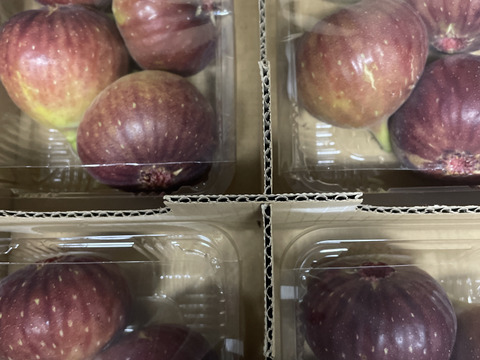 【ご家庭用】朝採りいちじく1箱