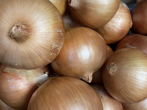 大好評，地層が違う淡路島、大玉ターザン(風袋込み6キロ)