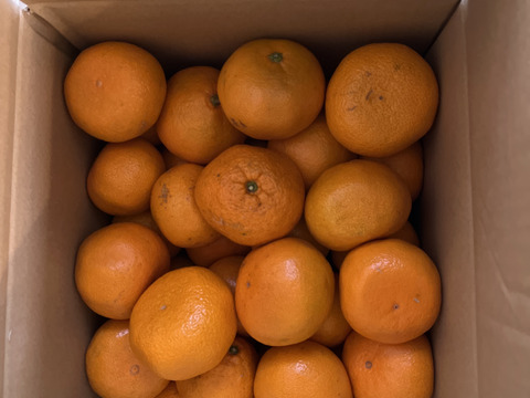 有田みかん【大玉】8kg（箱込）