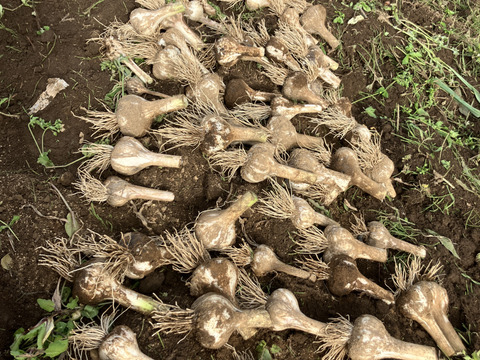 自然栽培　生にんにく　箱込　２ｋｇ