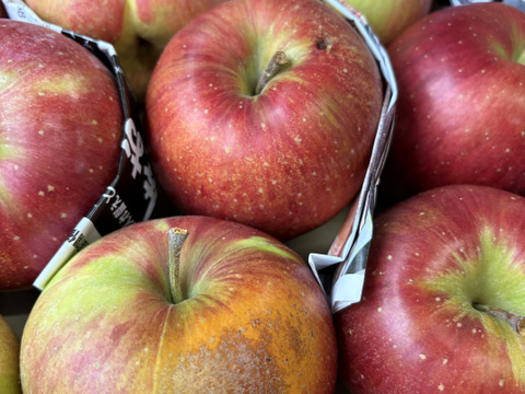 大訳あり シナノスイート5キロ箱 長野県産