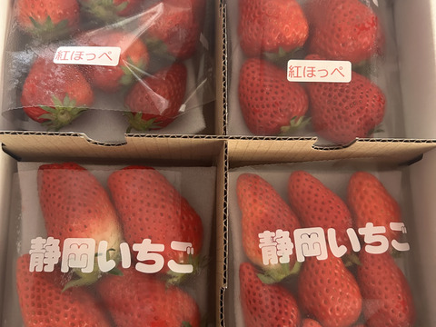 4Pいちご狩りの美味しさをお届け！伝統の石垣いちご（270g×4パック）