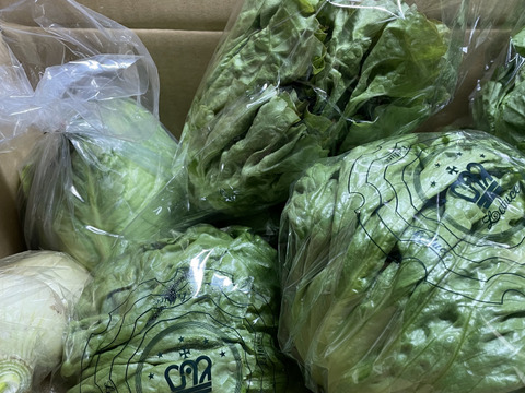 淡路島レタス、６玉