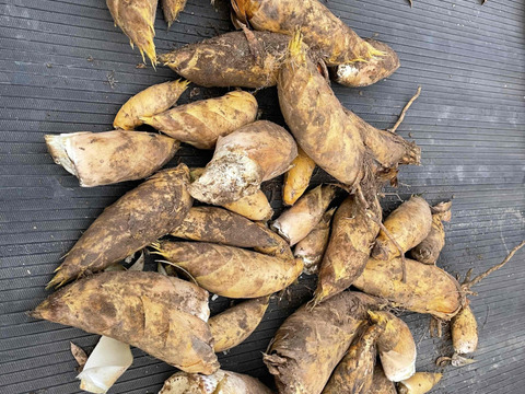 2026年収穫分・静岡市産！朝掘りたけのこ　1ｋｇ入り